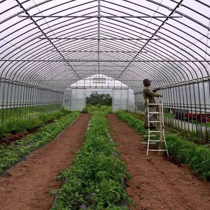 Pepper Greenhouse